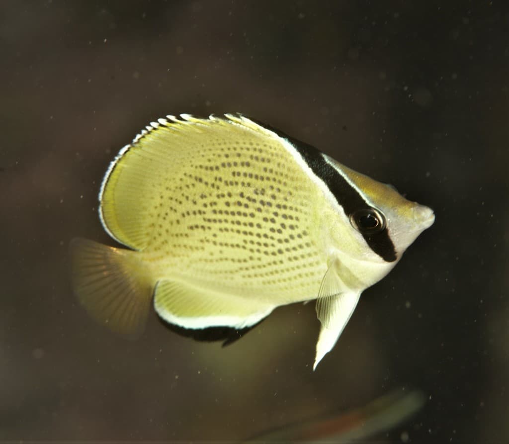 Speckled Butterflyfish in a marine aquarium