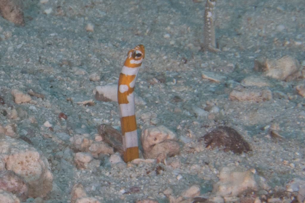 Splendid Garden Eel in a marine aquarium