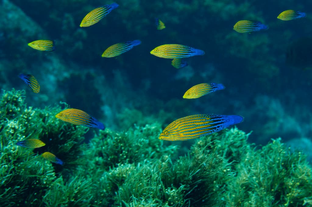 Splendid Pintail Wrasse displaying orange body with blue stripes