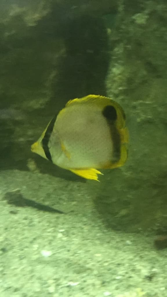 Spotfin Butterflyfish in a marine aquarium