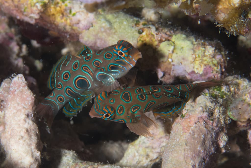 Spotted Mandarin Dragonet