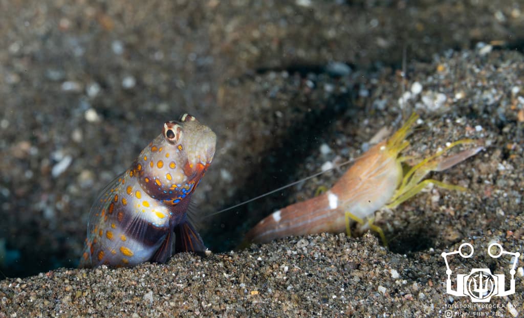 Spotted Prawn Goby in a marine aquarium