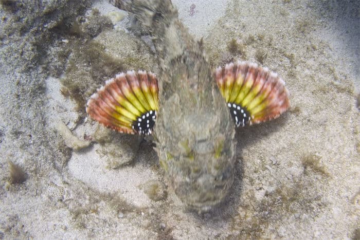 Spotted Scorpionfish in a marine aquarium
