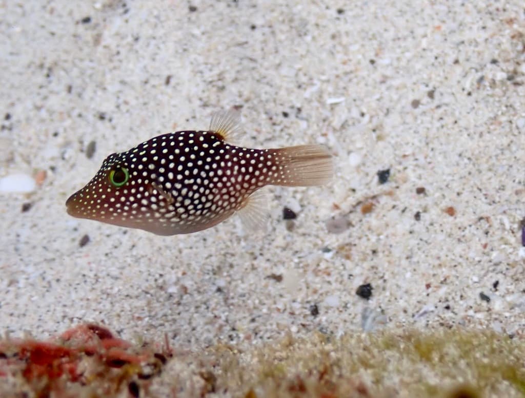 Spotted Sharpnose Puffer in a marine aquarium