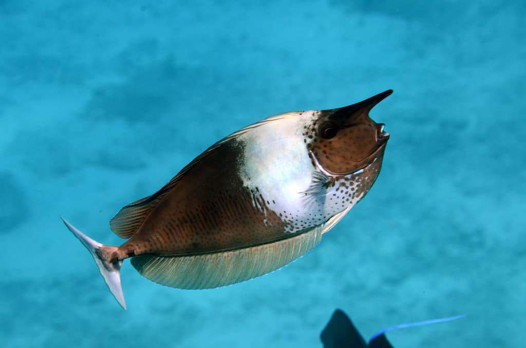 Spotted Unicornfish in a marine aquarium