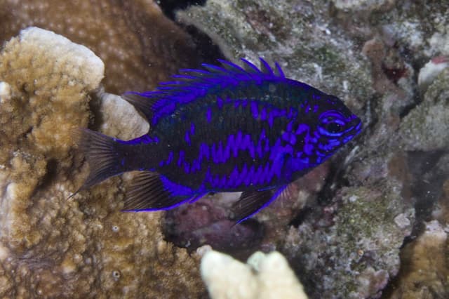 Springer's Damselfish