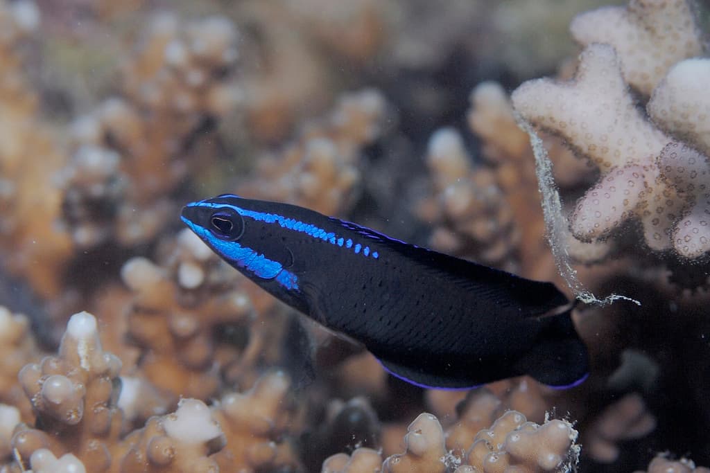 Springeri Dottyback showing jet black body with blue highlights