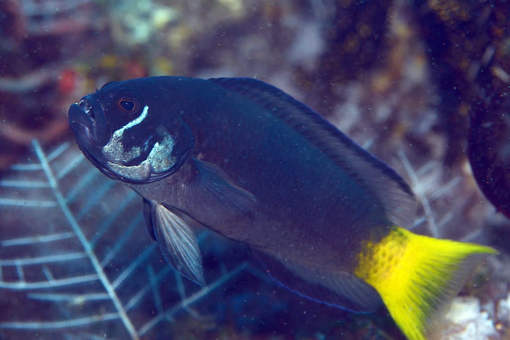 Steene's Dottyback in a marine aquarium
