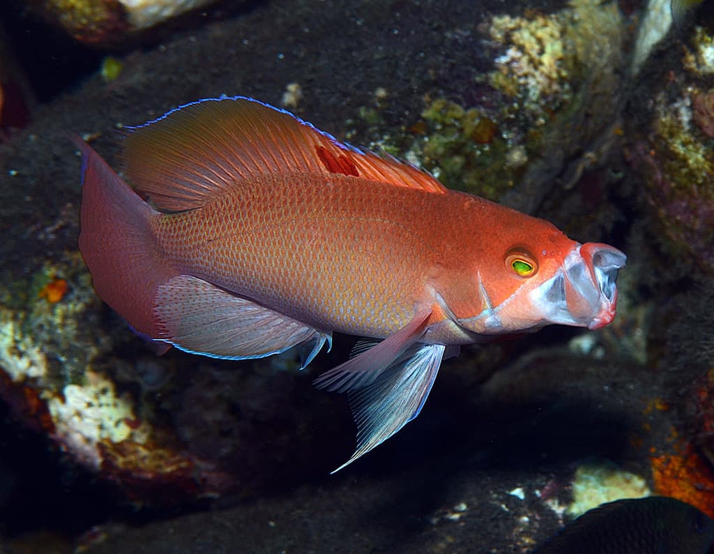 Stocky Anthias in a marine aquarium