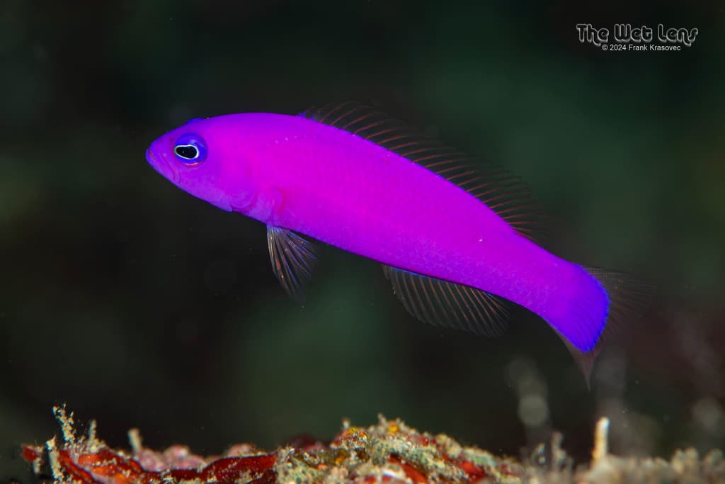 Strawberry Dottyback in a marine aquarium