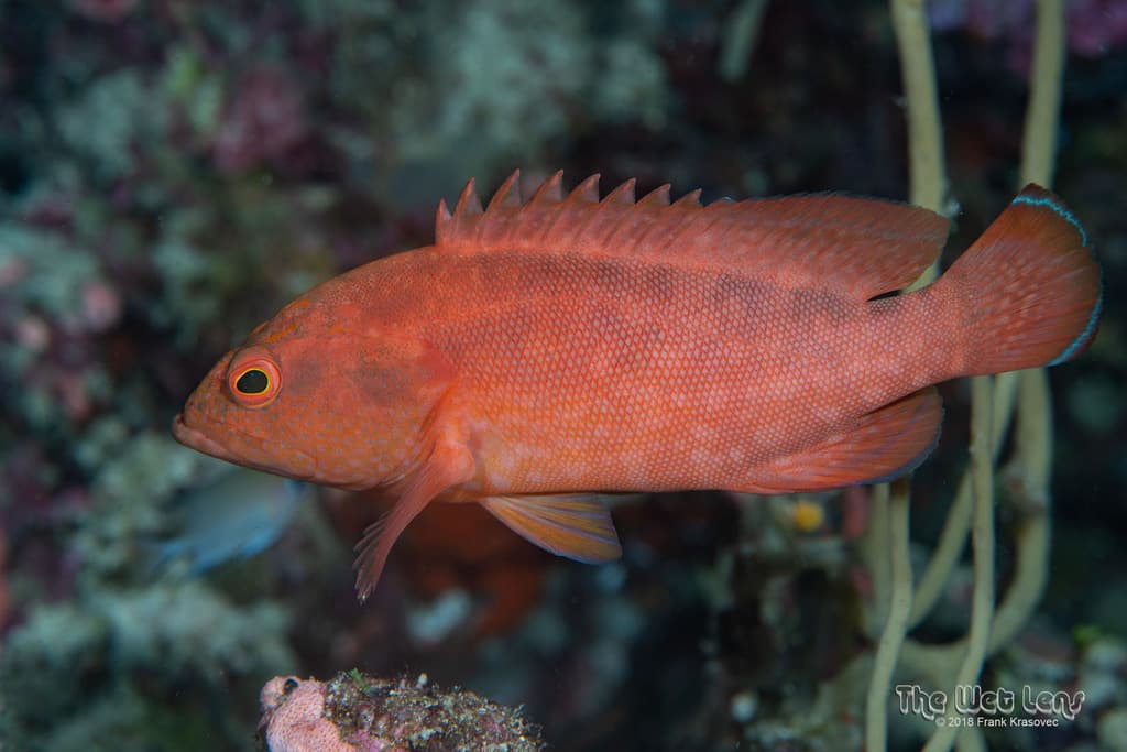 Strawberry Grouper in a marine aquarium