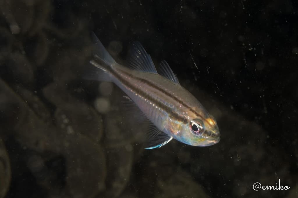 Striped Cardinalfish with bold horizontal stripes