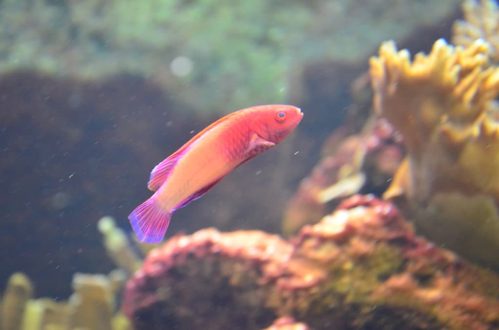 Sunset Fairy Wrasse in a marine aquarium