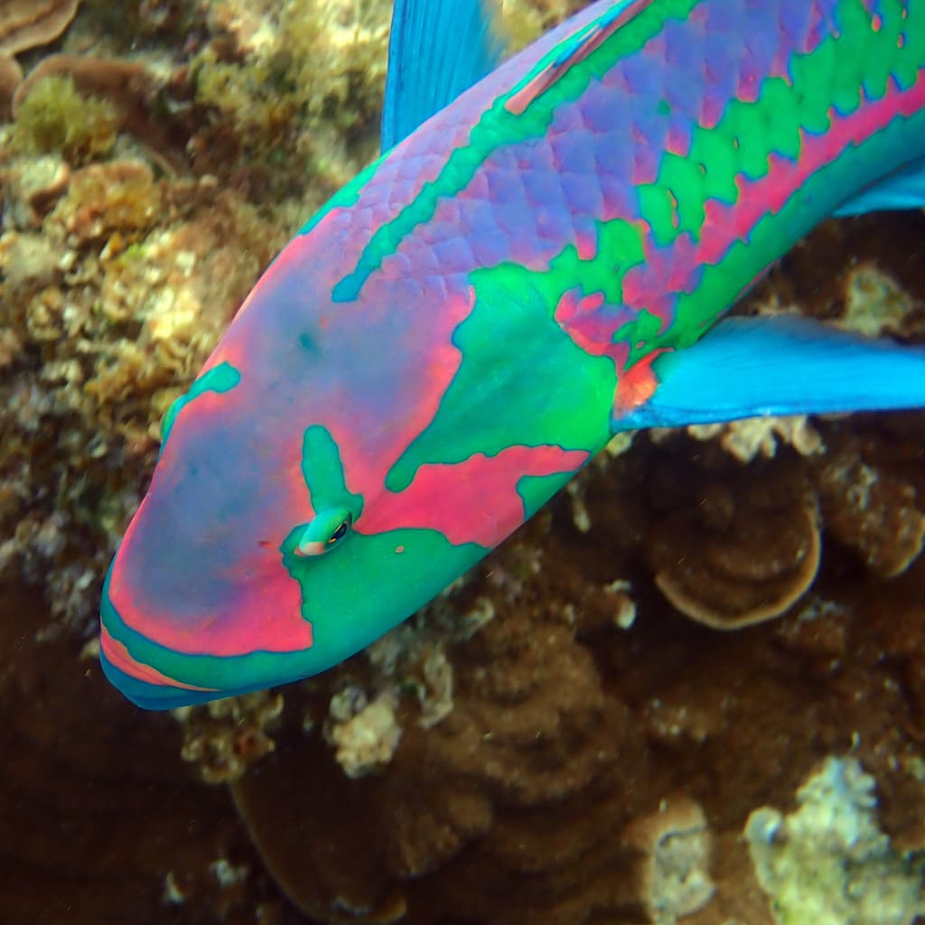 Surge Wrasse displaying purple and blue coloration