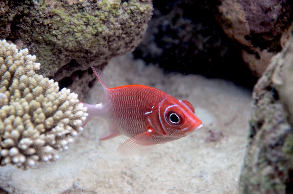 Tailspot Squirrelfish in a marine aquarium