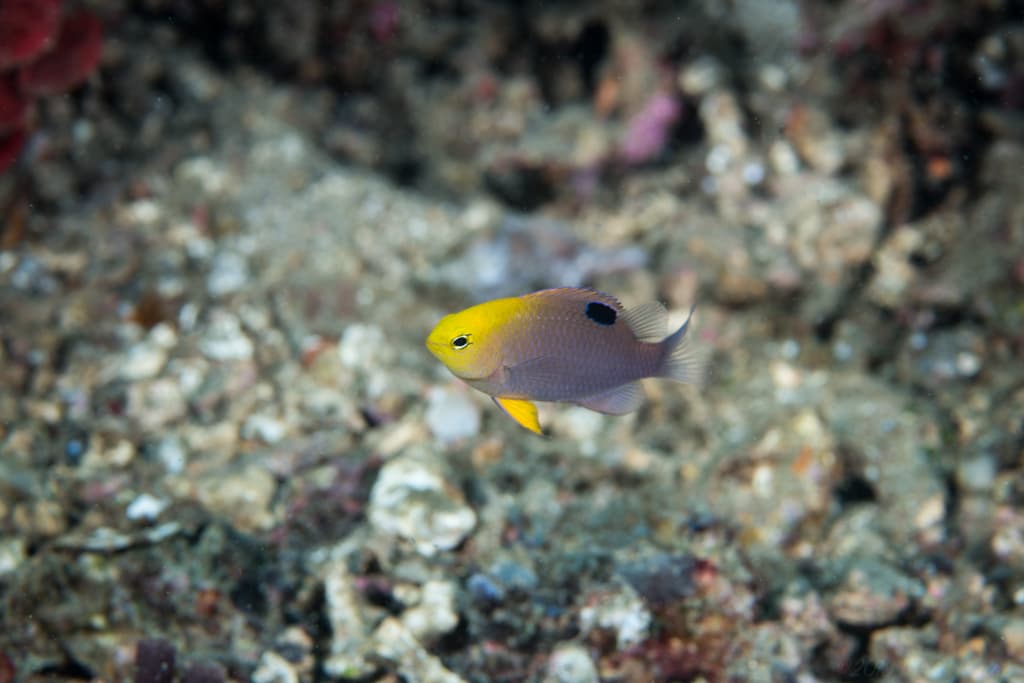 Talbot's Damselfish displaying pink-purple head transitioning to yellow body