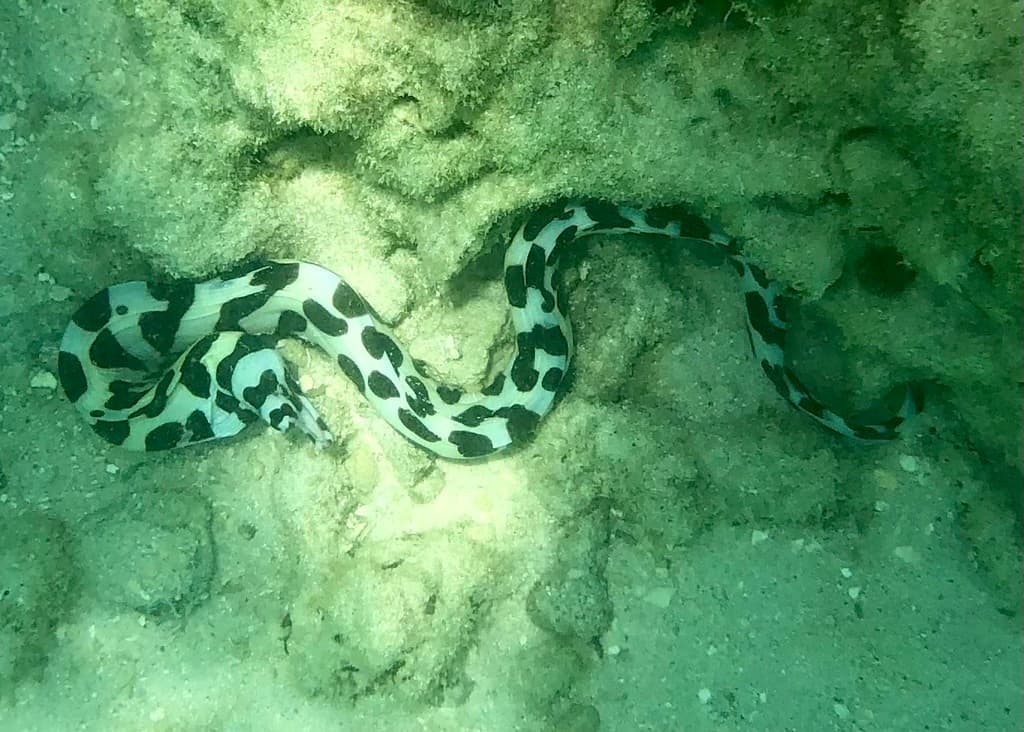 Tessalata Moray Eel in a marine aquarium
