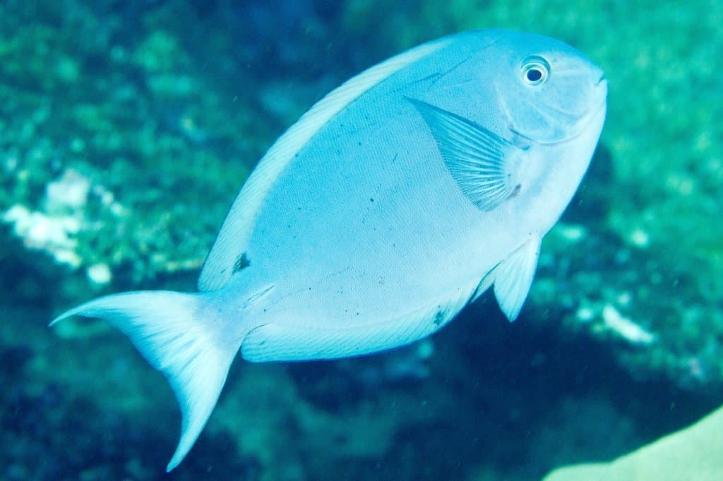 Thompson's Tang in a marine aquarium