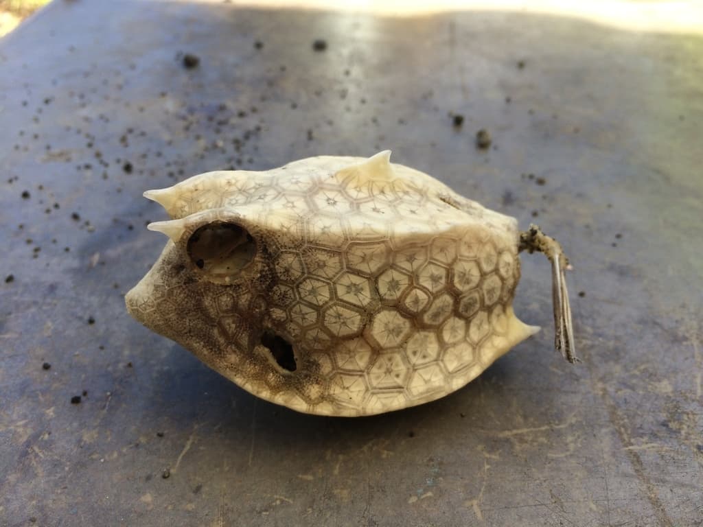 Thornback Cowfish in a marine aquarium