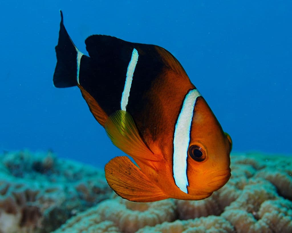 Three-band Clownfish in a marine aquarium