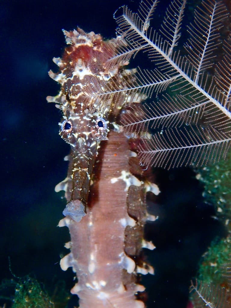 Tiger Tail Seahorse in a marine aquarium