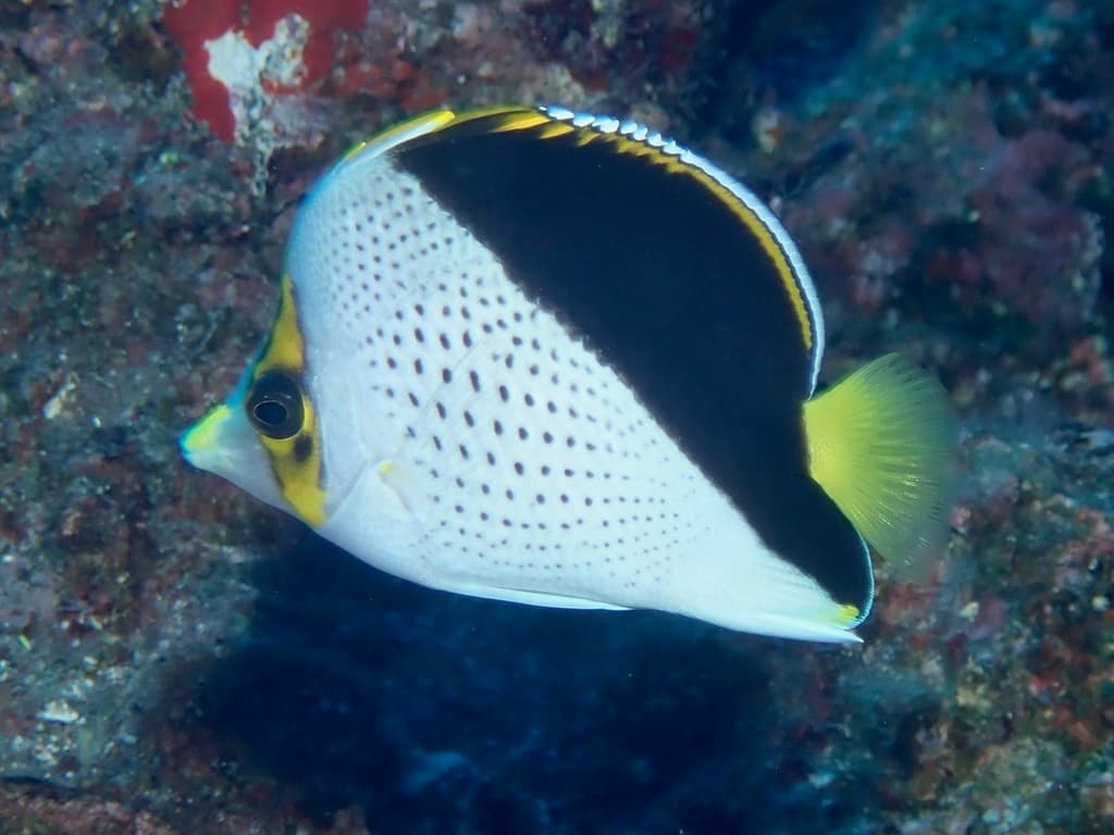 Tinker's Butterflyfish in a marine aquarium