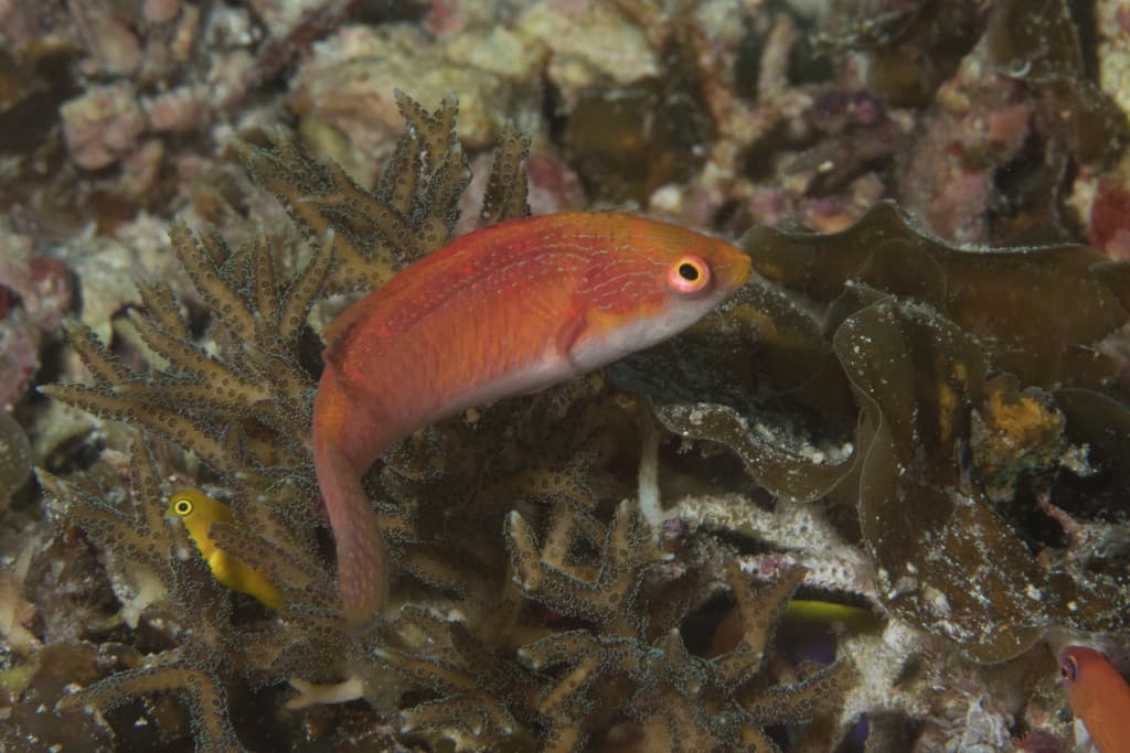Tonozukai Fairy Wrasse in a marine aquarium