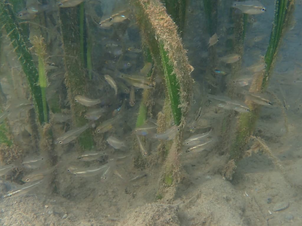 Transparent Cardinalfish with glass-like see-through body