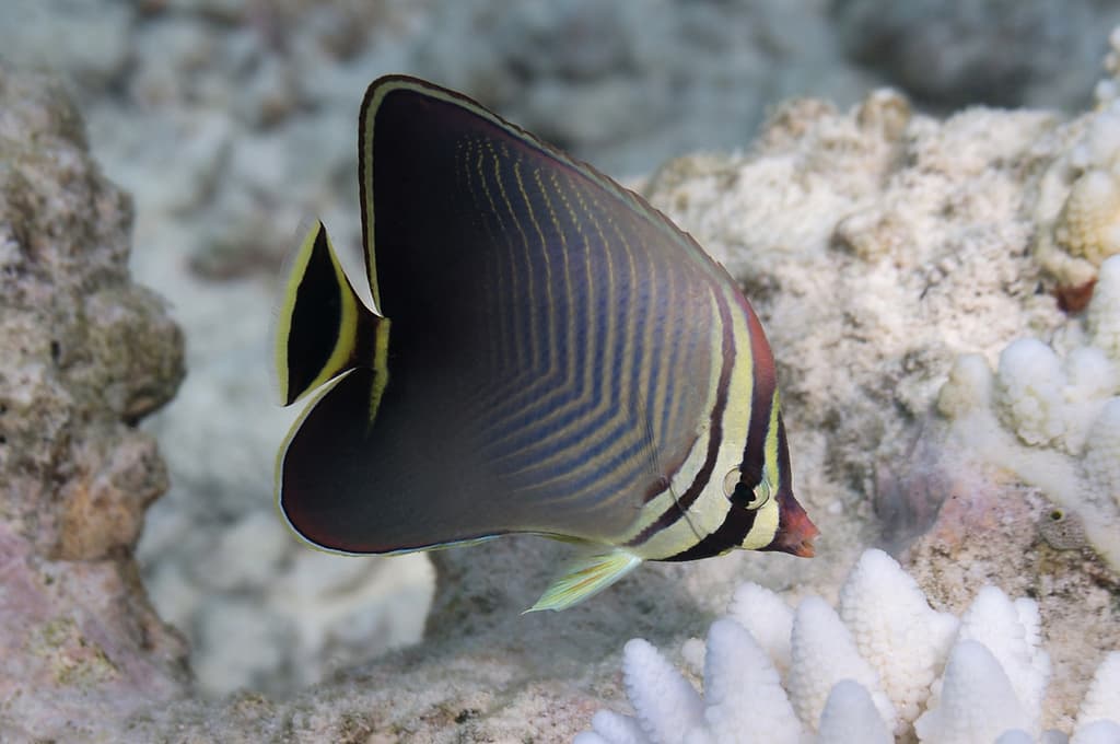 Triangulate Butterflyfish in a marine aquarium