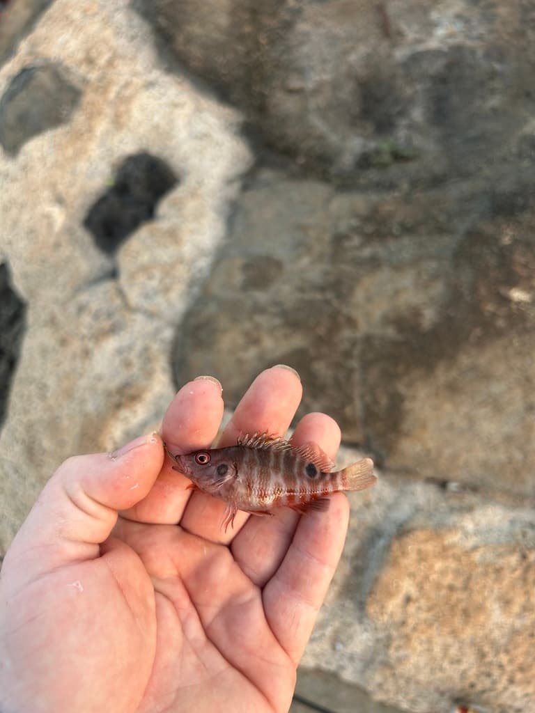 Two Spot Hawkfish in a marine aquarium