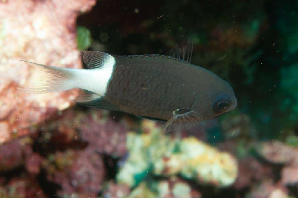 Twotone Chromis in a marine aquarium