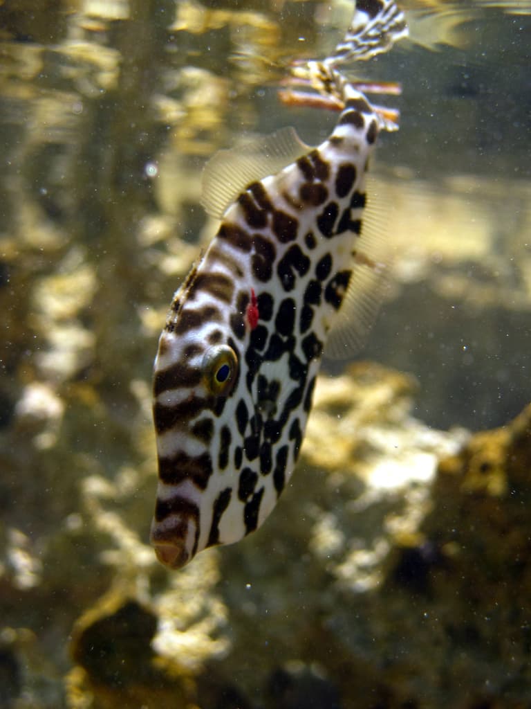 Unicorn Filefish in a marine aquarium