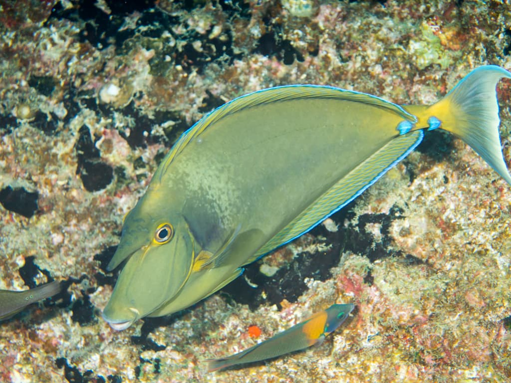 Unicorn Tang in a marine aquarium