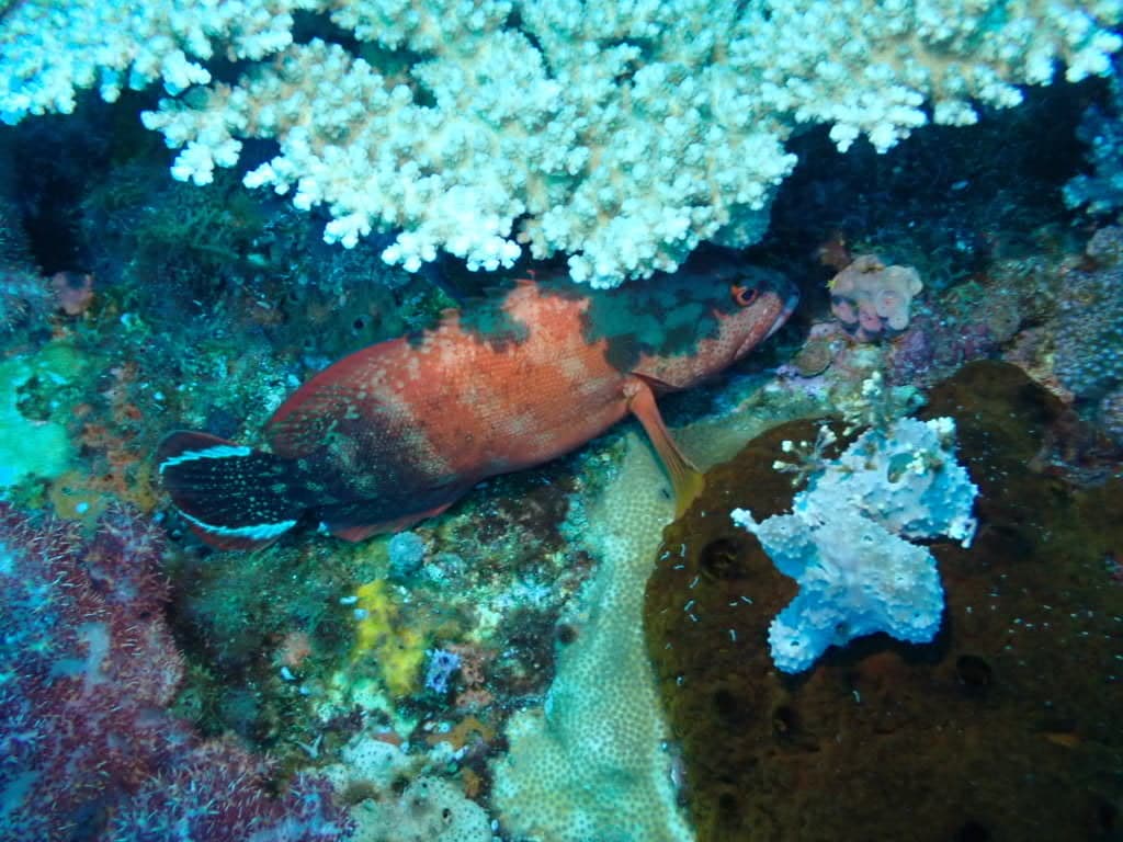 V-tail Grouper in a marine aquarium