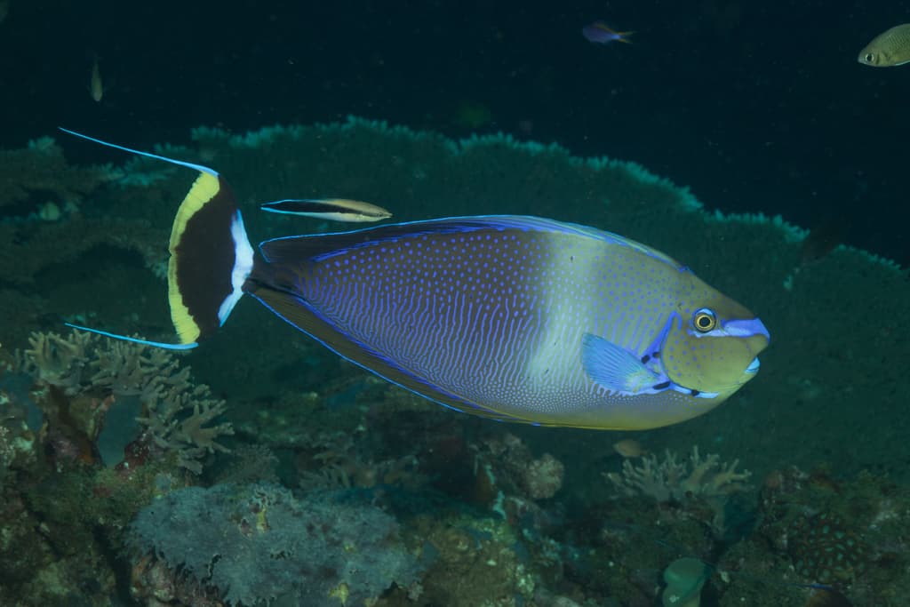 Vlamingi Tang in a marine aquarium
