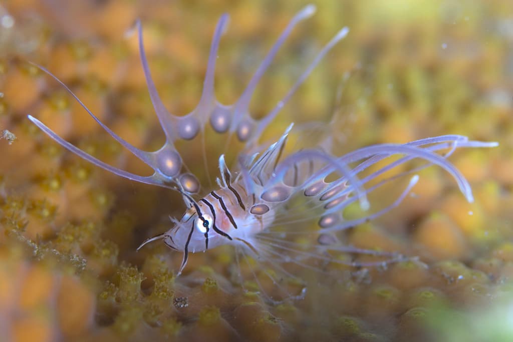 Volitan Lionfish displaying dramatic fan-like pectoral fins on the reef