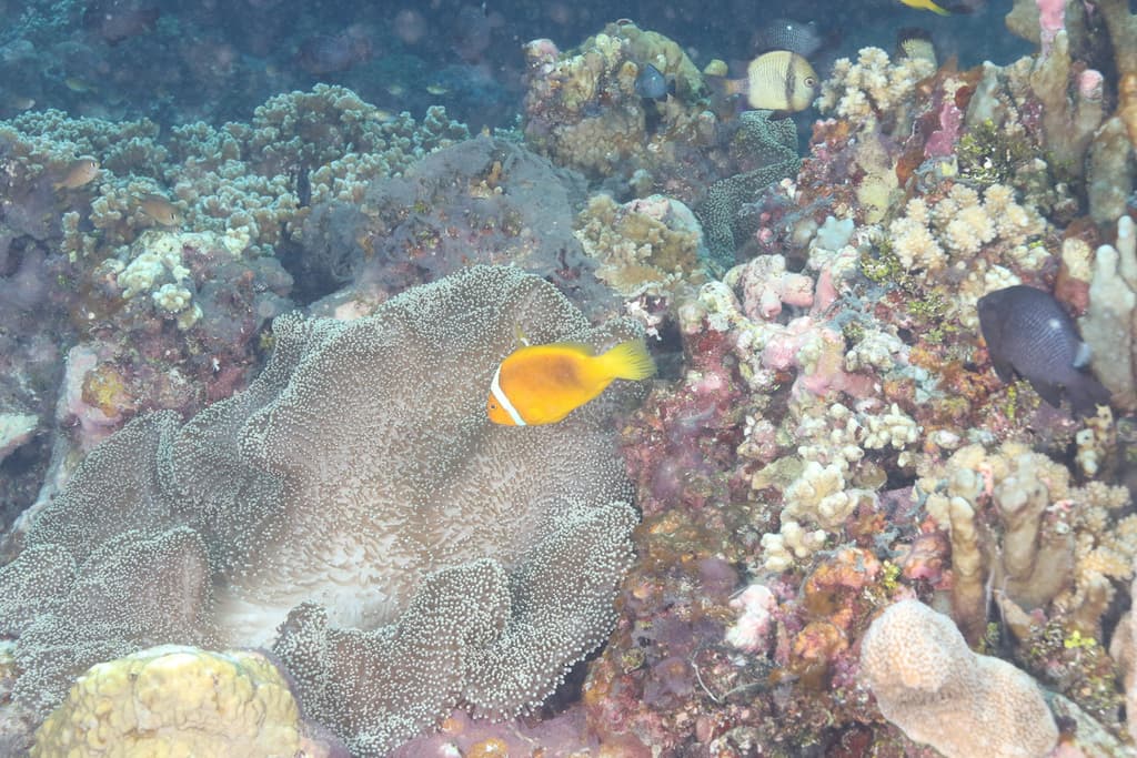 White Bonnet Clownfish in a marine aquarium