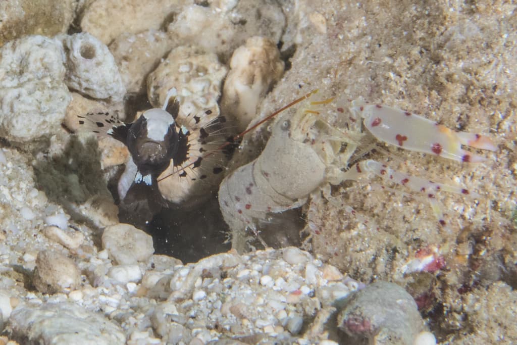 Whitecap Goby in a marine aquarium