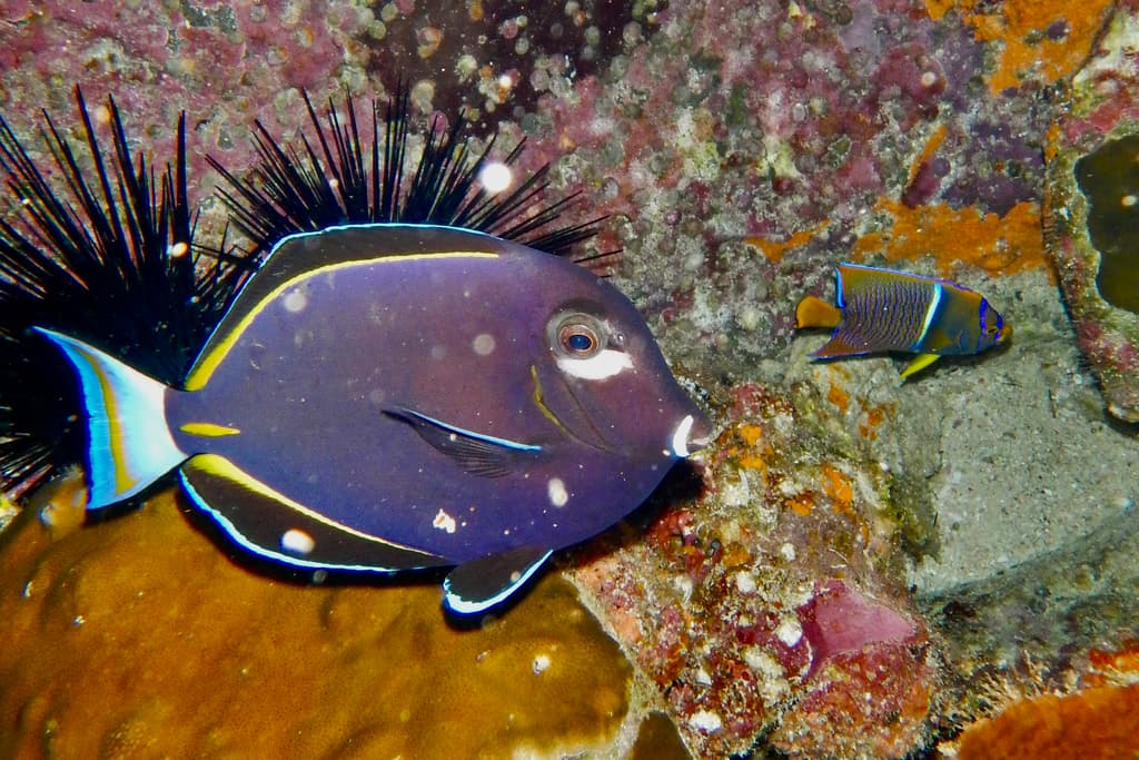 Whitecheek Tang in a marine aquarium