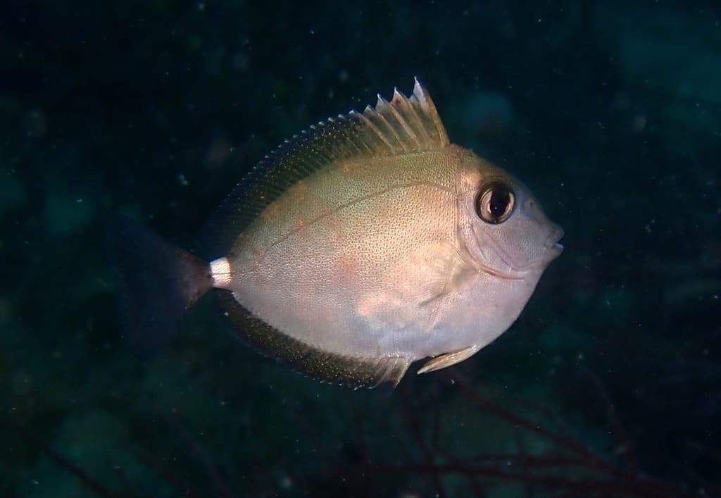 Whitemargin Unicornfish in a marine aquarium