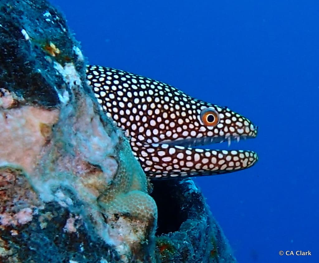 Whitemouth Moray Eel in a marine aquarium