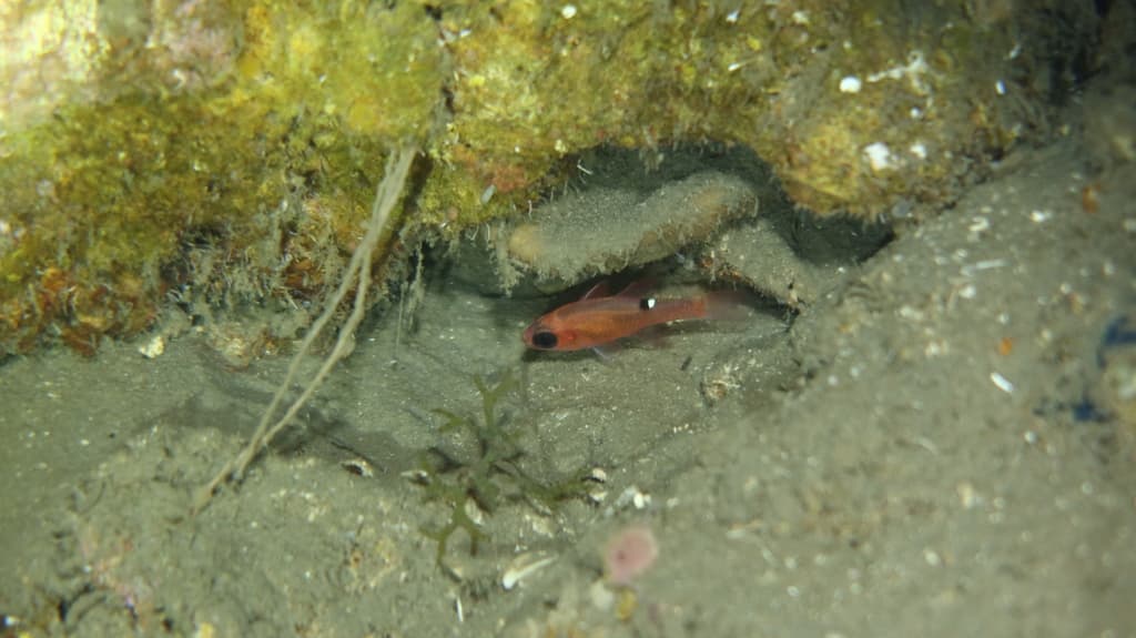 Whitestar Cardinalfish with distinctive white star markings