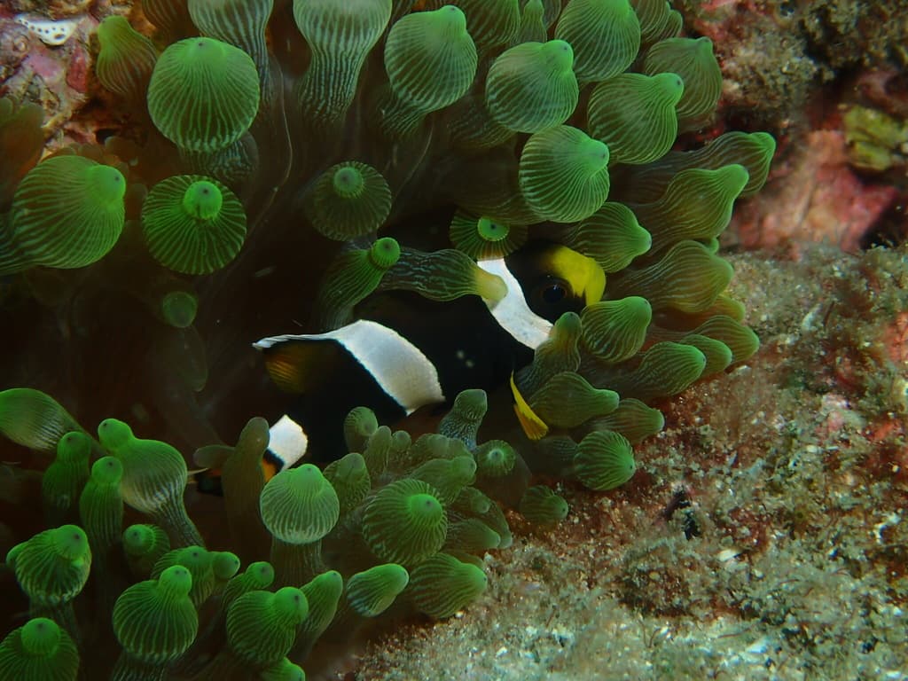 Wide-band Clownfish in a marine aquarium