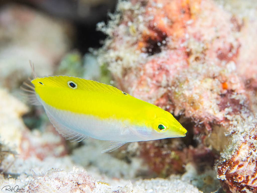 Yellow and Purple Wrasse in a marine aquarium