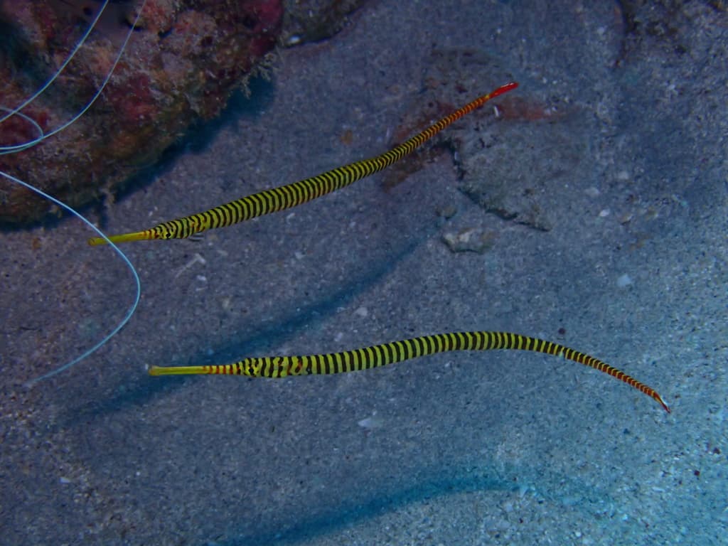Yellow-banded Pipefish in a marine aquarium