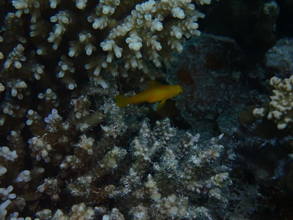 Yellow Clown Goby