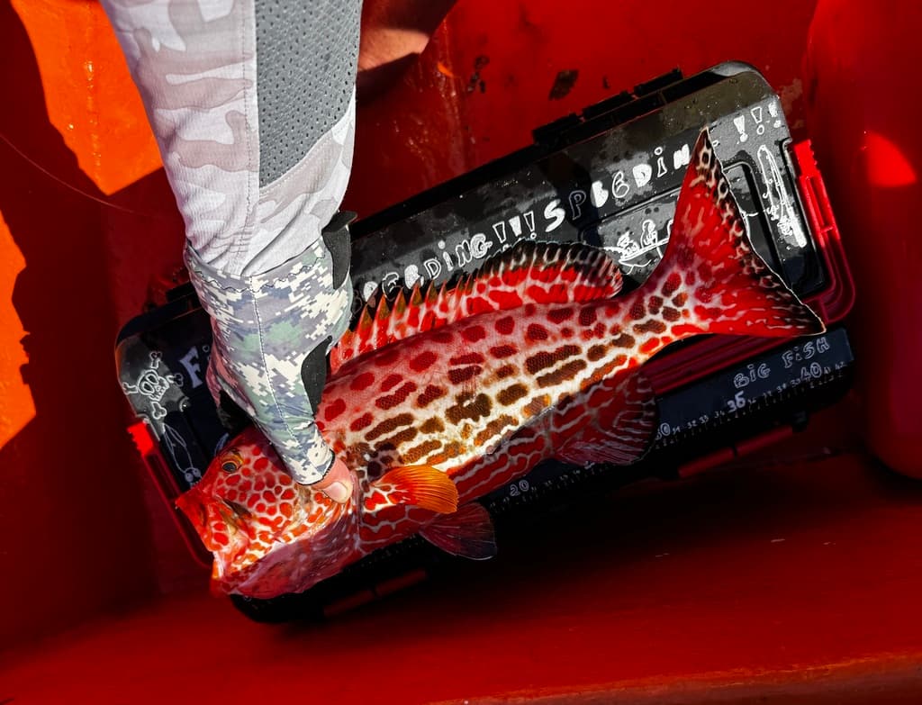 Yellow-Fin Grouper in a marine aquarium