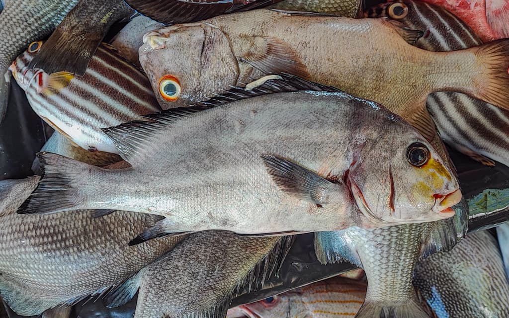 Yellow Lined Sweetlips in a marine aquarium
