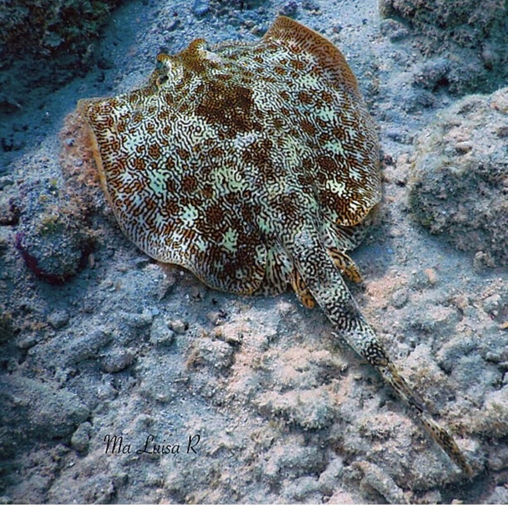 Yellow Stingray in a marine aquarium