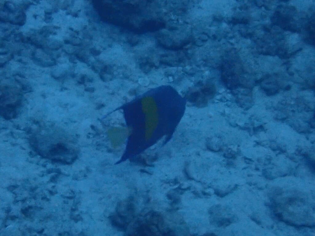 Yellowbar Angelfish in a marine aquarium